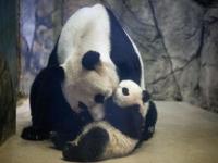 熊猫宝宝爬树视频_熊猫宝宝爬树视频救妈