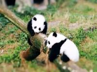 重庆有大熊猫吗_重庆有大熊猫吗?