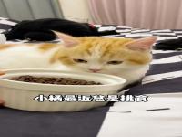 挑食的小猫_挑食的小猫二年级看图写话