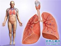 各内脏器功能介绍_各内脏器功能介绍视频