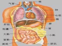 五脏六腑位置_五脏六腑位置图