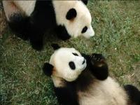 大熊猫华丽_大熊猫华丽的父母是谁
