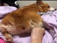 柯基为什么冲着主人叫_柯基犬忠诚度高吗