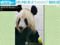 熊猫香香回国后动态_美香回国最新消息