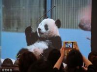 大熊猫香香生日会在日本举办_大熊猫香香在日本有多受欢迎