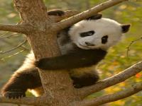 大熊猫视频搞笑视频爬树_大熊猫视频搞笑视频爬树2022年视频
