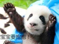 小熊猫宝宝求抱抱_小熊猫宝宝求抱抱表情包