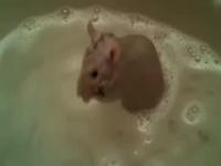 老鼠会给自己洗澡吗_老鼠会给自己洗澡吗视频