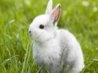 兔子有脾气吗_兔子想和你玩的表现