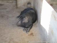 福州黑猪灭绝_福州黑猪灭绝可以恢复原状吗