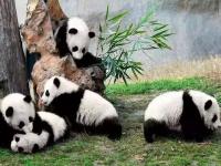大熊猫的动作特点_大熊猫的动作特点描写