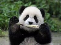 熊猫为什么容易吃幼崽_熊猫其实长得很恐怖