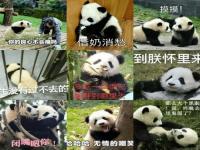 大熊猫表情包_大熊猫表情包大全 搞笑图片