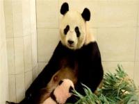 如意熊猫_如意熊猫视频