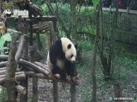 大熊猫迎迎去世_世界仅剩一只的红色熊猫