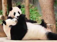 韩国的大熊猫_韩国的大熊猫叫什么