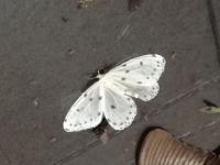 白色翅膀上有黑点的蝴蝶_白色翅膀上有黑点的蝴蝶进屋