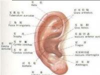 耳朵软骨凹槽里长了个疙瘩_耳朵软骨凹槽里长了个疙瘩图片