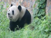 大熊猫萌兰_大熊猫萌兰在哪个动物园