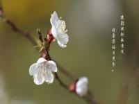 花花多大了_花花多大了真实年龄