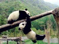 熊猫萌兰小时候被电_为什么萌兰不参与繁育了
