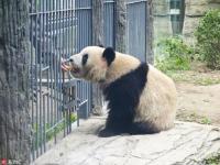 大熊猫萌兰丶_大熊猫萌兰视频