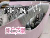 小猫睡觉耳朵发烫_小猫睡觉耳朵发烫正常吗