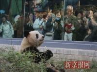 今天是大熊猫萌兰8岁生日一君一人_大熊猫萌兰现状