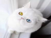黄蓝异瞳猫_黄蓝异瞳猫大概多少钱一只