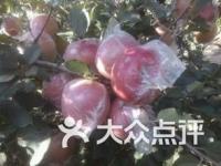 江苏徐州丰县产苹果吗_徐州丰县的苹果