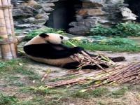 熊猫吃竹子的声音怎么形容？_大熊猫最喜欢吃哪十种竹子？