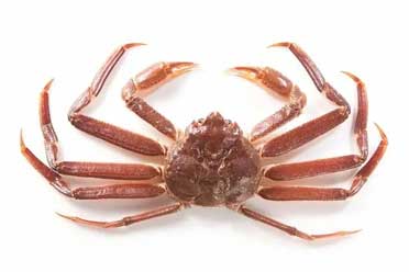 美媒：因海洋温度升高 阿拉斯加数十亿只雪蟹被饿死_阿拉斯加雪蟹多少钱一斤