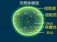 支气管炎怎么引起的_支原体肺炎支气管炎一般点滴几天能好啊