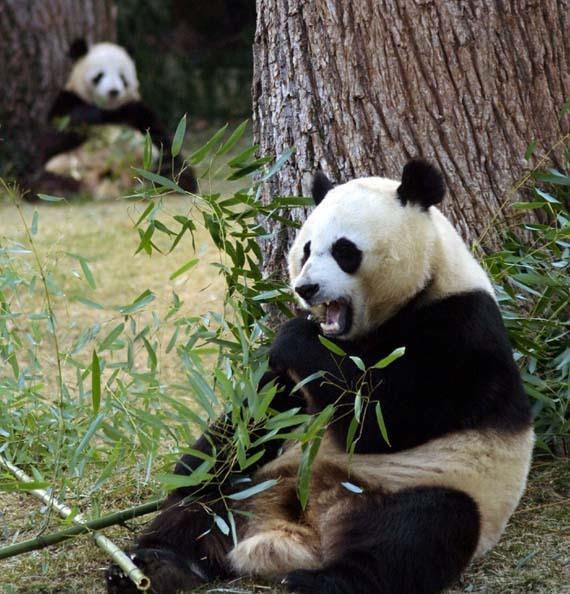 今明两年将有多只大熊猫回国_又有3只大熊猫要回国了！“丫丫”冲上热搜第一，网友“心疼”刷屏