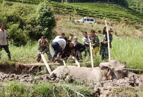 一头野生亚洲象大摇大摆入境中国_在高速公路上“散步”？这头野生亚洲象有点调皮→