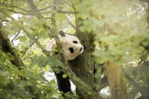 英国唯一一对大熊猫将回中国_英媒：旅居英国12年，英国唯一一对大熊猫将于12月回到中国