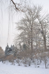 #北京下雪#北京终于下雪，今年就算圆满了