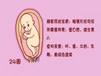 小儿生长发育的7个时期_宝宝在肚子里发育过程