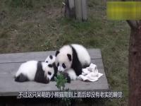被床封印了的熊猫宝宝_天冷了不想起！被床封印了的熊猫宝宝