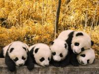 白宫称欢迎大熊猫重返美国_白宫称欢迎大熊猫重返美国，美国网友：我们想它们了……