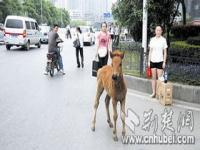 小马驹被卖母马追出几里地_小马被卖母马追车4公里，网友：看哭了，母爱伟大