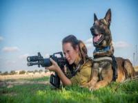以色列军犬戴摄像头为步兵开路_