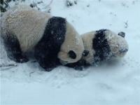 熊猫宝宝雪中打盹像糯米糍_可爱！这只大熊猫看起来好好吃