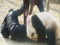大熊猫一个后脑勺也能看入迷_大熊猫后脚能摸到后脑勺“柔若无骨”萌态十足