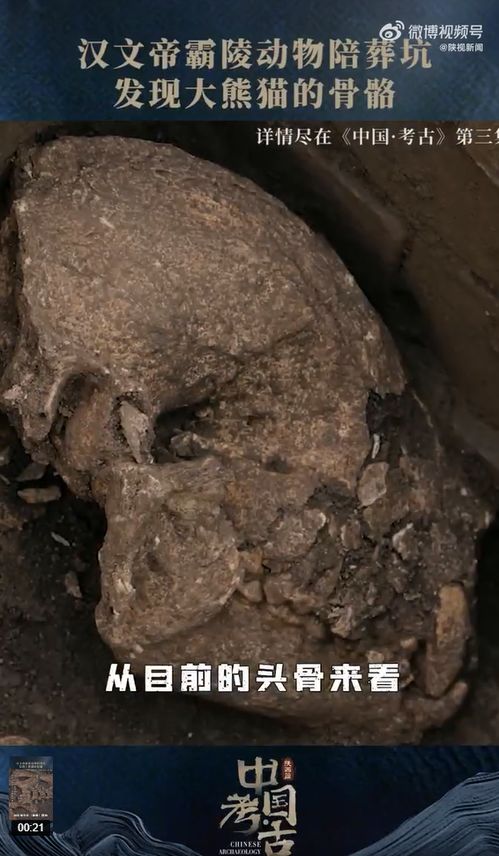 汉文帝霸陵发掘70多座动物殉葬坑_汉文帝霸陵发掘70多座动物殉葬坑