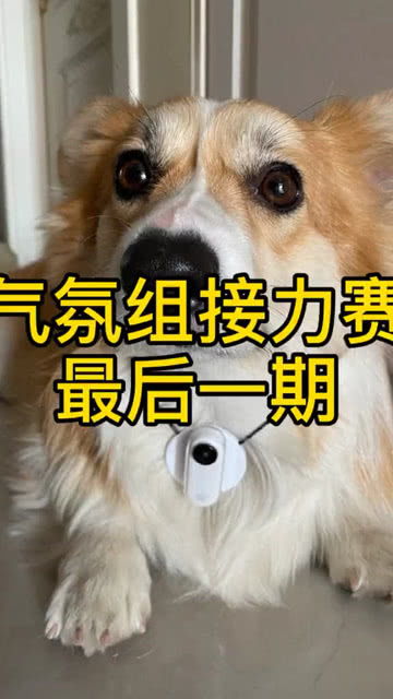 #妖怪狗#《精灵宝可梦》图鉴261：三代草丛最常见的家门犬——土狼犬