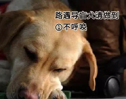 导盲犬 明白是因为自己才被拒绝_关于导盲犬，我们知道的还是太少了