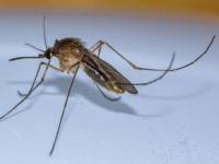 已知最古老的蚊子高清照片_距今约1.3亿年！科学家发现已知最古老的蚊子