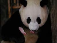 陕西出生仅1个鸡蛋重的熊猫长大了_陕西出生仅1个鸡蛋重的熊猫长大了