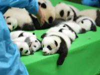 2023级秦岭7只熊猫幼仔集体报到_2023级秦岭7只熊猫幼仔集体报到：其中雄性5只，雌性2只